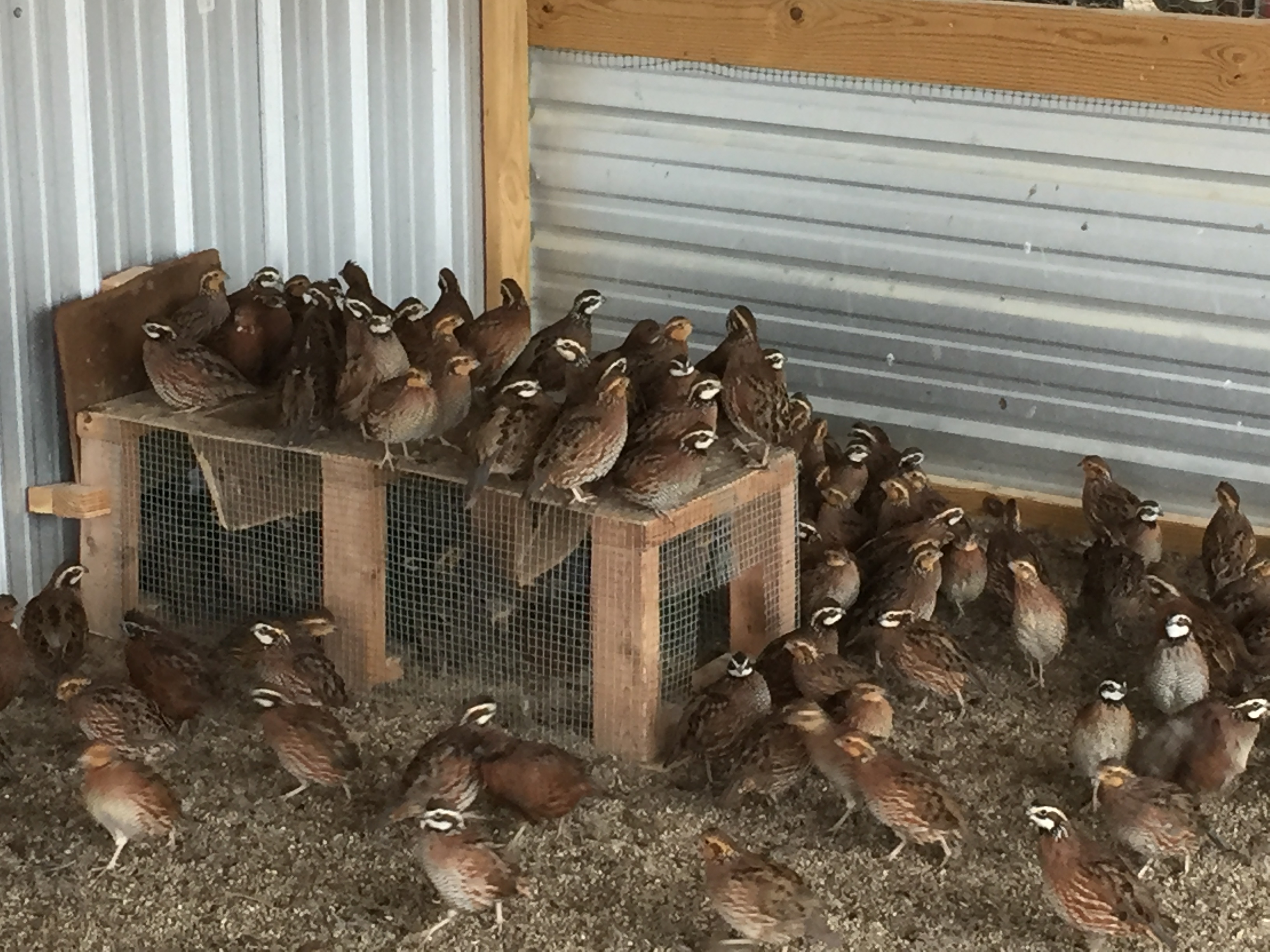 Quail Hunt Info Quality Dove, Duck, and Quail Hunting in South Carolina